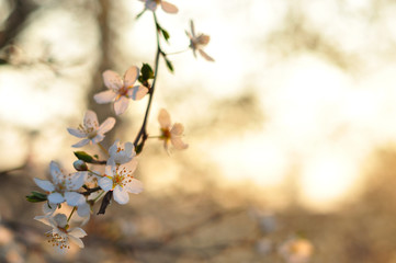 White flowers against a golden blurred background