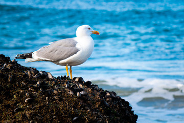Seagull on the beach