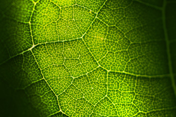 Macro walnut leaf with veins, background green
