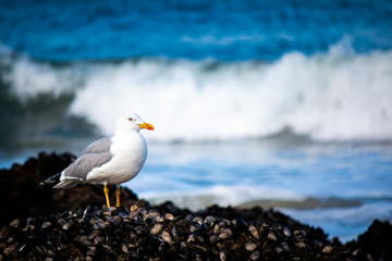 Seagull & Waves