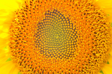 Flower of sunflower background. Seeds and oil. Flat lay, top view