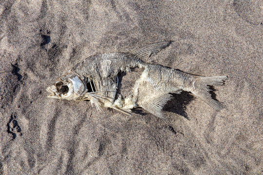 decaying fish remains in the sand