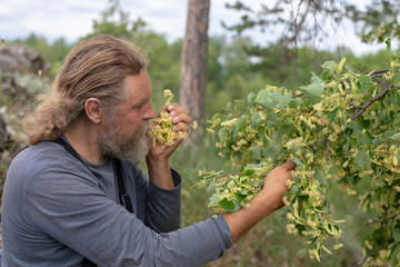 Harvesting, farmer man takes, cuts off linden inflorescence. Inhales the scent. Linden flowers...