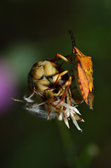 bug in the flower bud