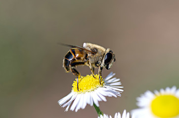 Flowers and insects in the bosom of nature. Polish parks and meadows