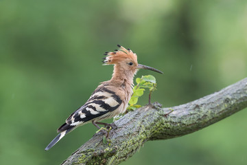 A rainy day in the forest, the Hoopoe bird (Upupa epops)