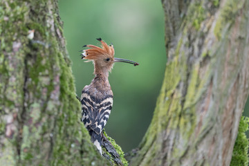 A rainy day in the forest, the Hoopoe bird (Upupa epops)