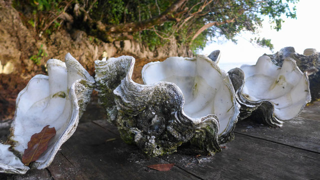 Many giant clams dead shell on the jetty in Raja Ampat, West Papua, Indonesia