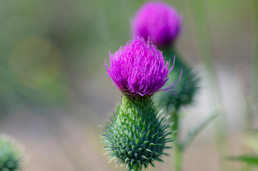 Flowers and insects in the bosom of nature. Polish parks and meadows