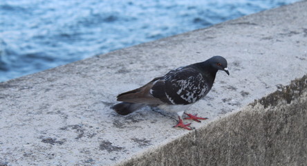 Piccione solitario al lago