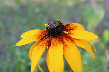 Bright yellow flowers bloom in the summer garden