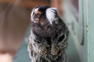 marmoset