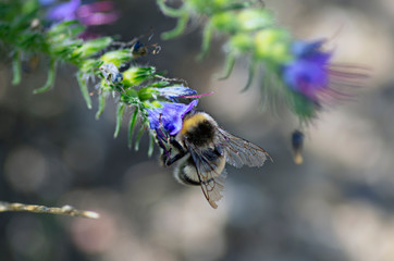 Flowers and insects in the bosom of nature. Polish parks and meadows