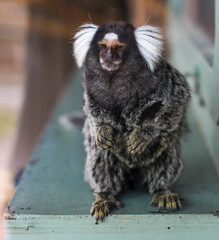 marmoset