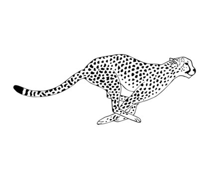Black And White Cheetah Drawing