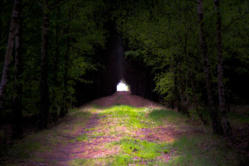 Światełko w tunelu leśnym