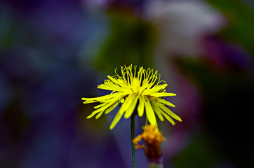 Flowers and insects in the bosom of nature. Polish parks and meadows