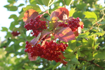Red berries of viburnum ripened on a bush in late summer