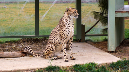 Cheetah