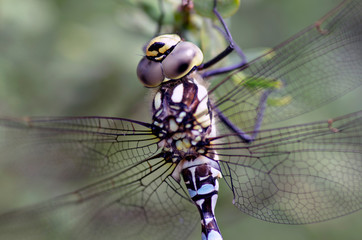 Flowers and insects in the bosom of nature. Polish parks and meadows