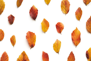 Autumn Pattern With Colorful Leaves