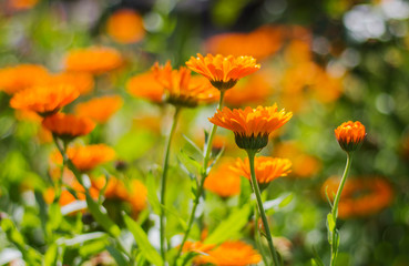 Blurred background with blooming calendula in summer. Colorful wide horizontal floral Wallpaper
