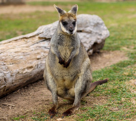 Obraz premium Wallaby