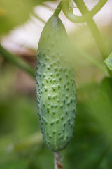 green pimply cucumber growing in the garden in soft focus
