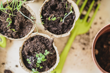 plant in seedling peat pot on a wooden table