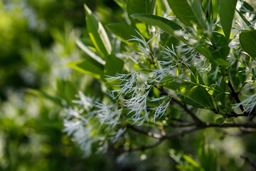 White Fringetree, Chionanthus virginicus, inflorescence