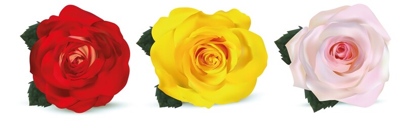 3d realistic roses on a white background. The rose is red, orange-yellow, and beige. Delicate roses. Detailed retouch. Collection three flower. Vector illustration.