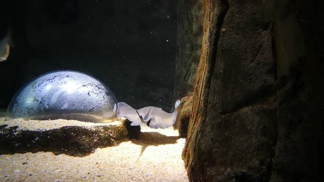 The common stingray, scientifically known as Dasyatis Pastinaca swimming in slow motion in an aquarium.