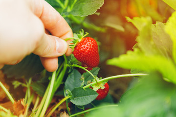 Male hand holding a strawberry hang on a strawberry plant in a field