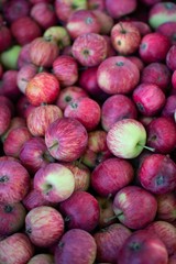 Fresh apples from grandmothers garden