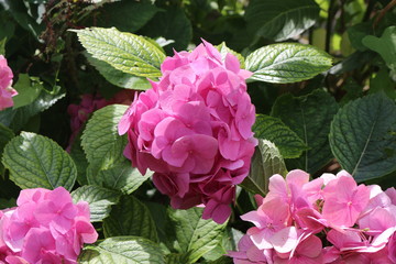 Pink flowers bloom in the garden in summer, attracting bees. Fresh beauty.