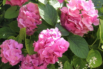 Pink flowers bloom in the garden in summer, attracting bees. Fresh beauty.