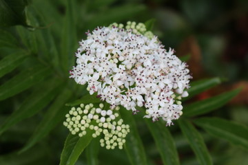 White fragrant flowers bloom on elderberry bush in summer.