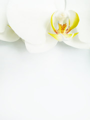 white orchid on a white background.
