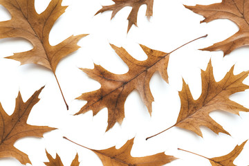 Fototapeta premium Autumn Pattern Made Of Dry Brown Leaves