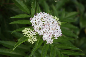 White fragrant flowers bloom on elderberry bush in summer.