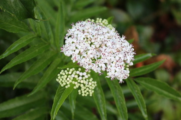 White fragrant flowers bloom on elderberry bush in summer.