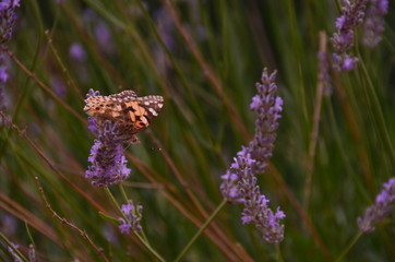 butterfly on flower
