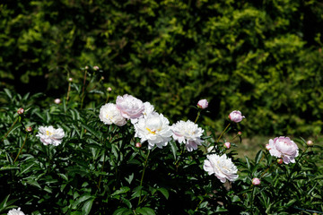 beautiful pions in the garden