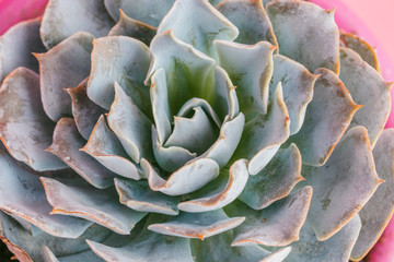 Succulent flowering house plants background.