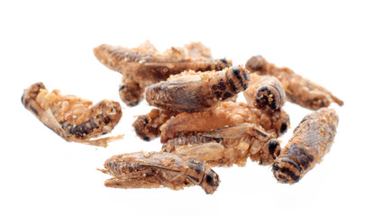 protein insecten snack. Fried grasshopper with spice and salt
