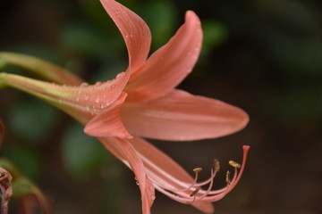 flower Amaryllis