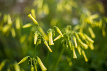 Yellow Flowers