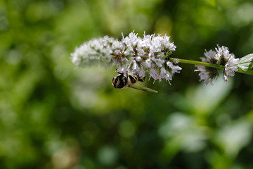 Wespe an einer weißen Blume mit schönem grünen Bokeh