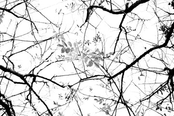 Bare tree branches on a pale white background