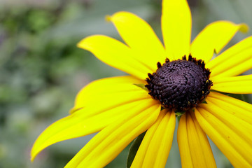 Gelbe Blume im Garten als Makro mit schöner Unschärfe